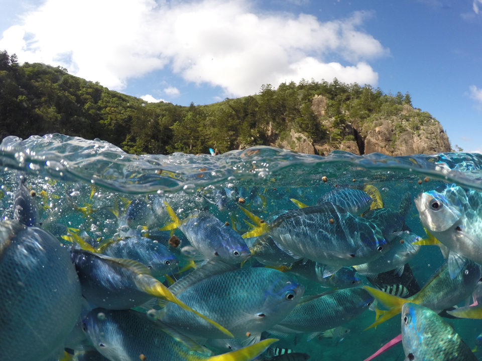An over under photo of a shoal of fish