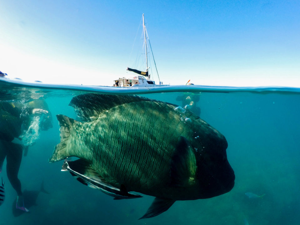 Split photo of a very big fish swimming in the sea.