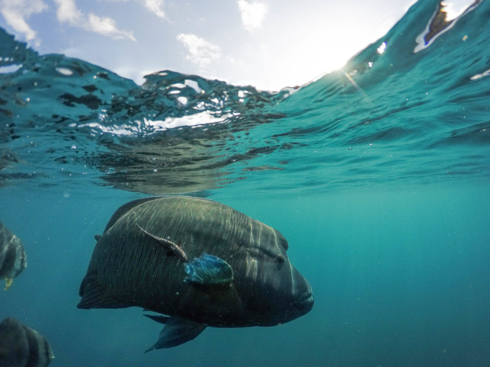 GoPro dome housing photo of a giant fish with big lips.