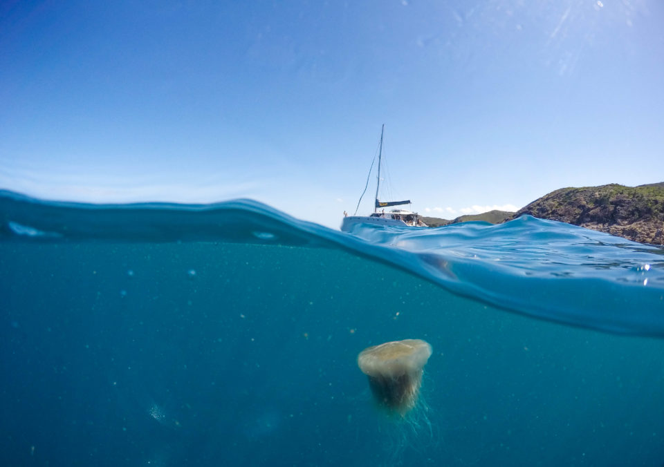 A single jellyfish under the surface of the sea