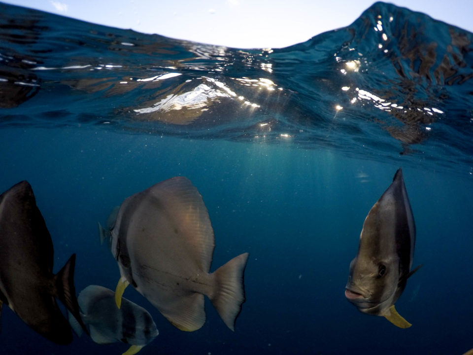 Split photo of fish underwater lit by sun rays coming from above