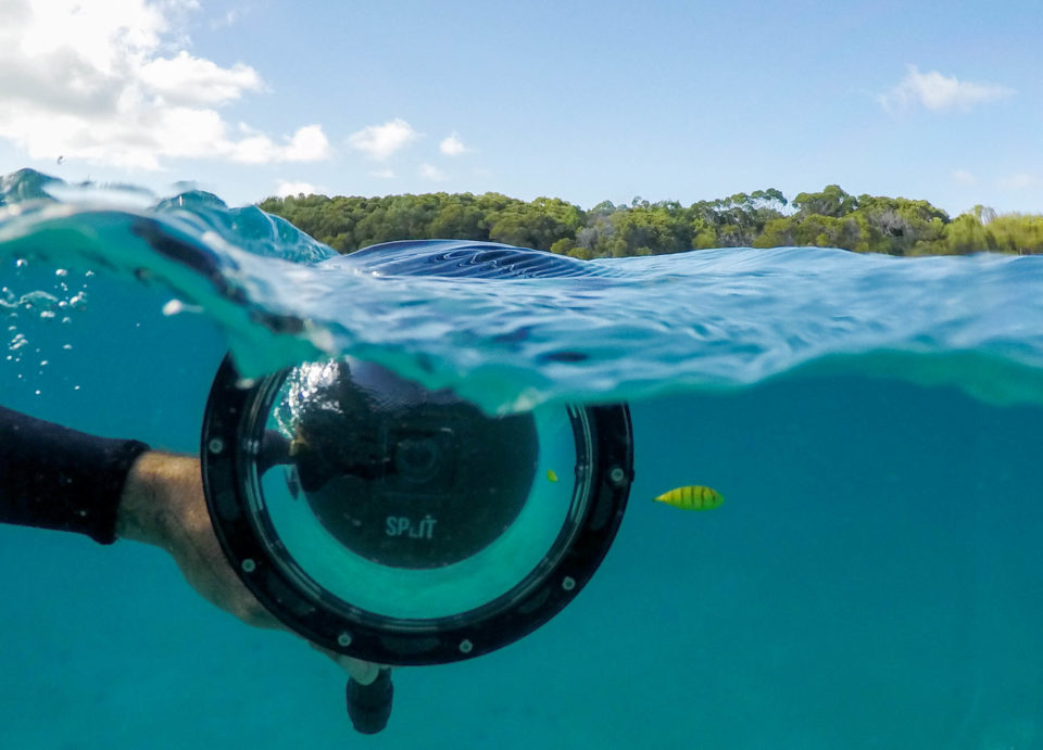 Split GoPro dome taking photo of a small yellow fish