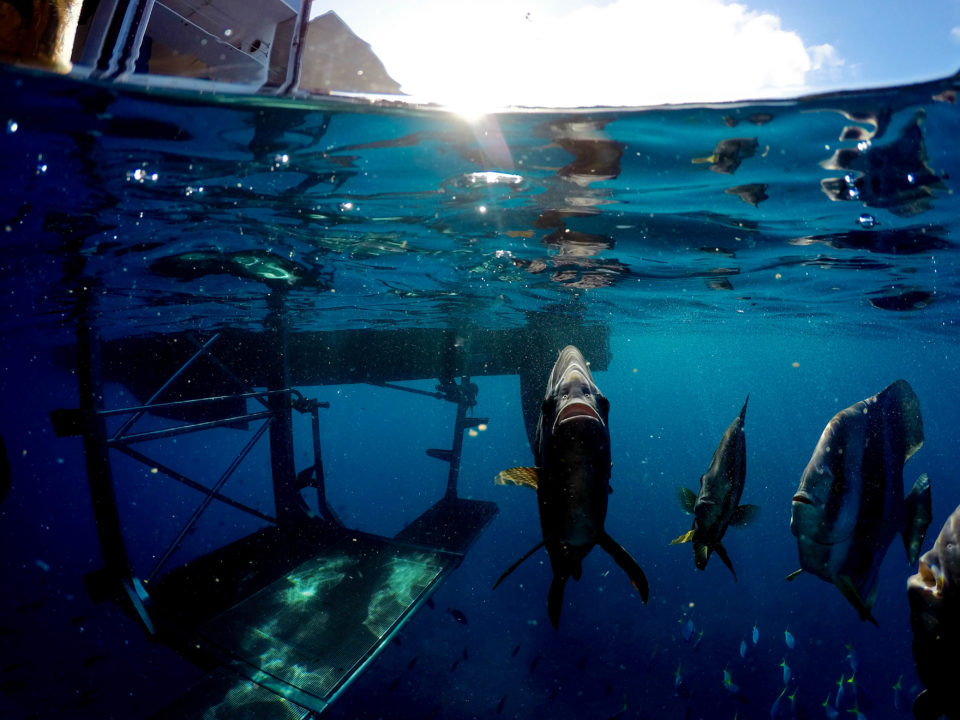 Fish swimming towards split dome port next to a boat.