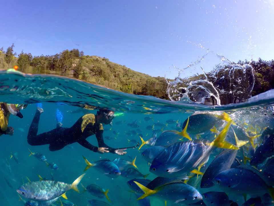 GoPro dome photo of snorkeling couple with lots of fish
