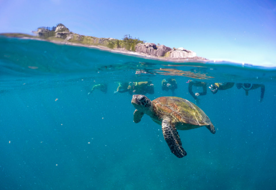 An over under photography of a small sea turtle with divers in the back.