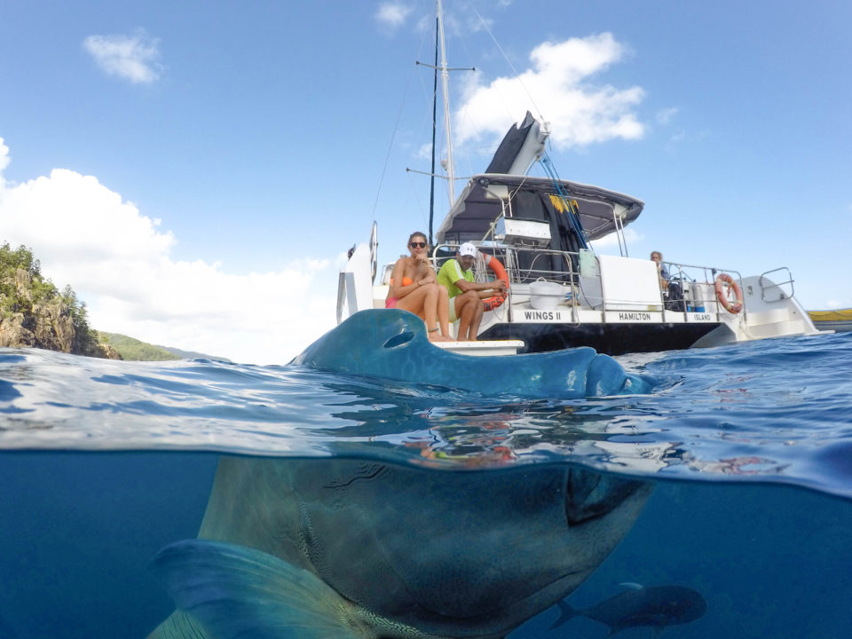 Split photo of a huge fish peeking out of the water with a yacht in the back.