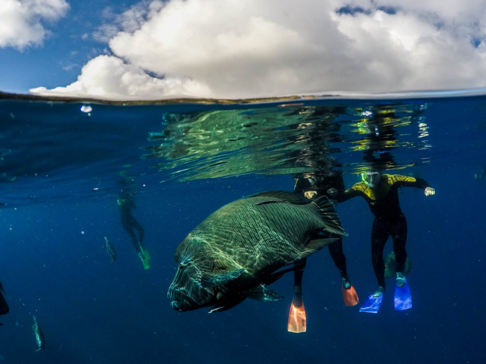GoPro dome photo of a giant fish with two divers in the back