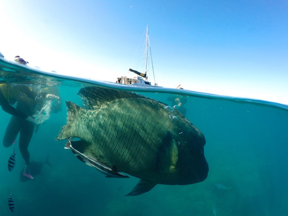 GoPro dome photo of a giant fish